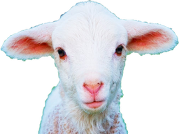 :agneau:
