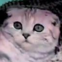 :Chat_choque_gode: