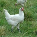poulet