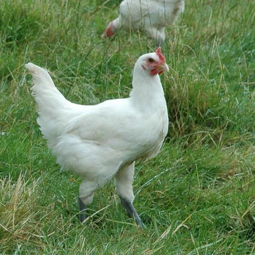 poulet