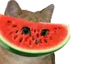 :Chat_pasteque: