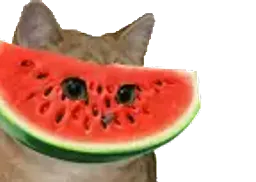 :Chat_pasteque: