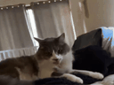 :Chat_langue2: