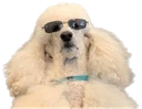 :caniche_polnareff: