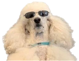 :caniche_polnareff: