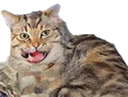 :eze: