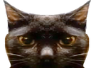 :black: