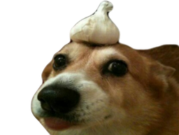 :chien_ail: