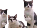 :chapprouve_:
