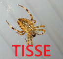 :tisse: