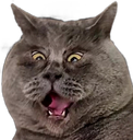 :Chat_chokbar_: