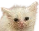 :chat_zinzolax: