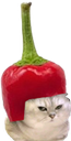 :Chatbrushingpiment: