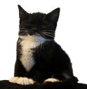 :Pitichat_content: