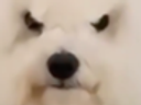 :Chien_vnr: