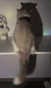 :Chat_ombre_danse: