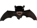 :chauve_souris: