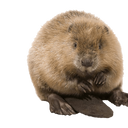 Castor