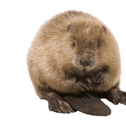 Castor