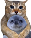 :duo: