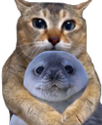 :duo: