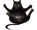 :cat_drop: