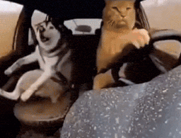:chat_conduire: