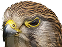 :oiseau_rapace: