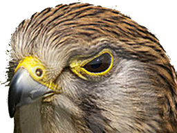 :oiseau_rapace: