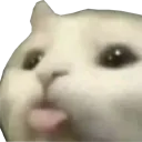 :chasoif: