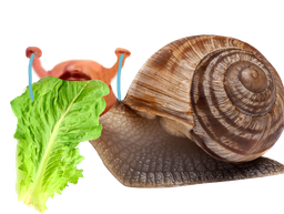 :risiescargot: