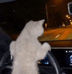 :ChatConducteur: