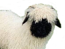 :moutonmignon: