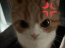 :chat_colere1: