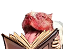 :shitbulldiscuter2: