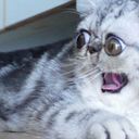 :Chat_alors_: