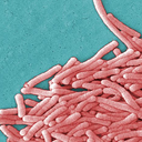 Legionella