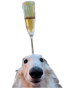 :chien_champagne:
