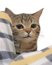 :Chat_mignon_sourire: