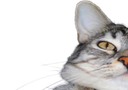 :CS_Gauche: