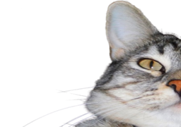 :CS_Gauche: