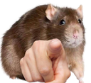 :ratdoigt: