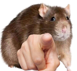 :ratdoigt:
