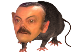 :Risi_rat: