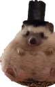 :Herisson_chapeau: