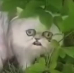 :worriedstraycat: