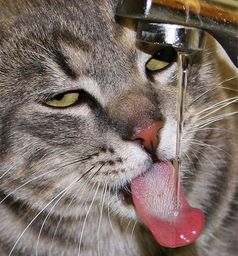 :Chatsoif: