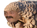 :Pangolin: