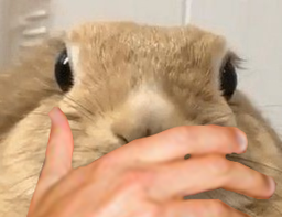 :Lapinahi: