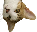 :Tim: